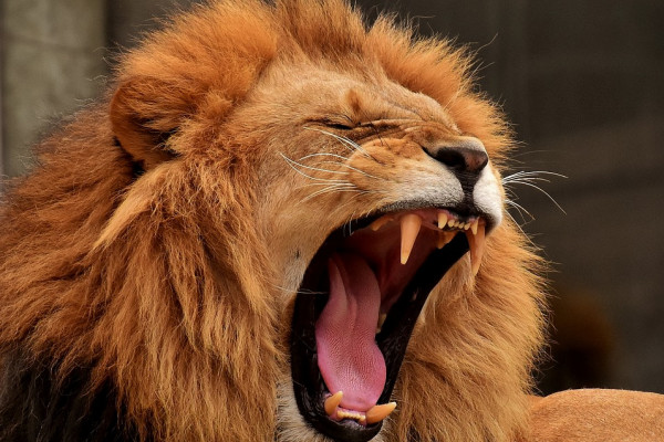 The science of ROARING!